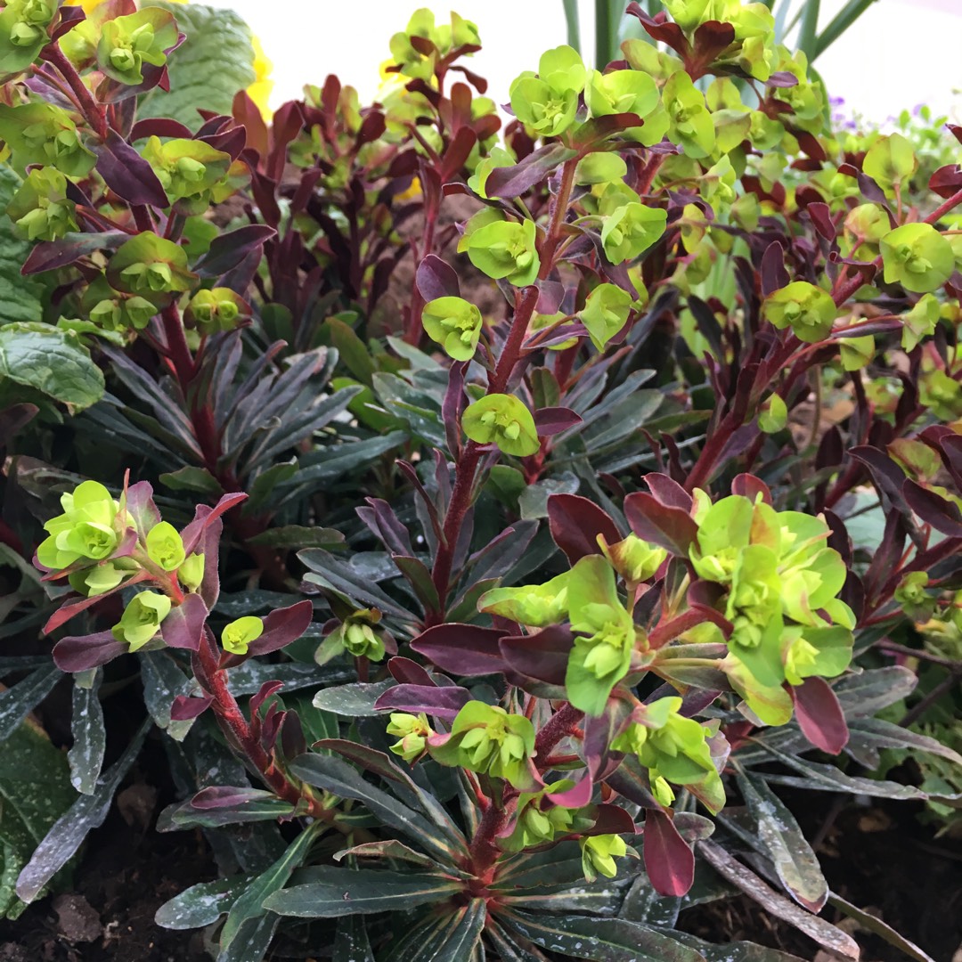 Euphorbia amygdaloides 'Purpurea'